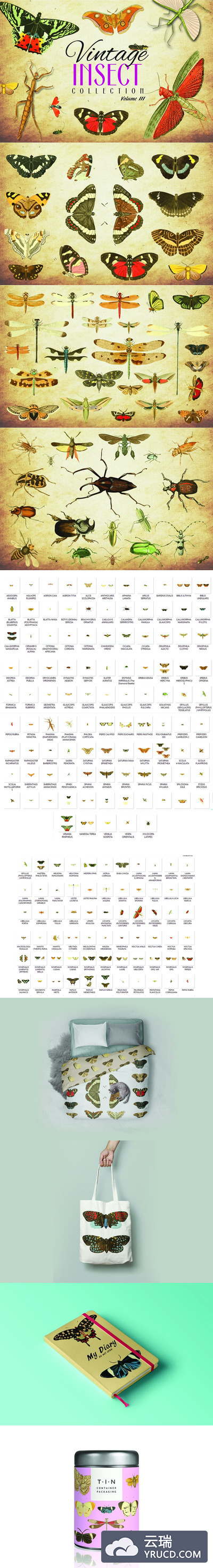 172种复古昆虫节肢动物矢量插画素材