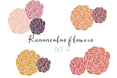 手绘毛茛插画 Ranunculus hand drawn clip art set 2