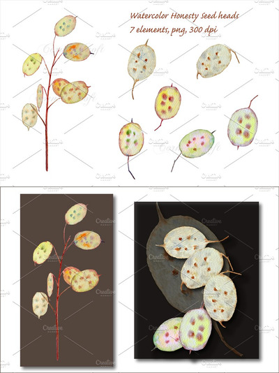 水彩种子插画 Watercolor Seed Pod Honesty