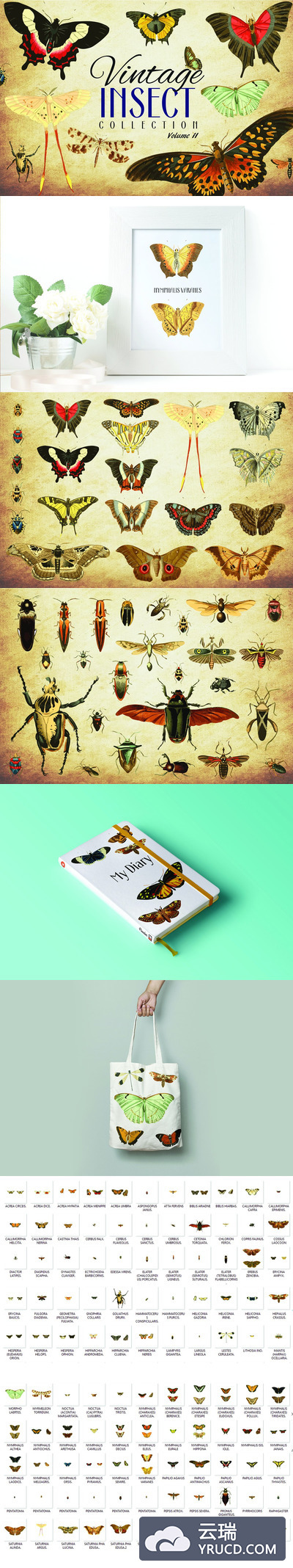 110款复古昆虫矢量插画合集