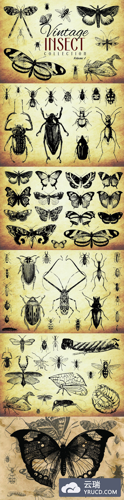 200款复古昆虫矢量插画设计素材