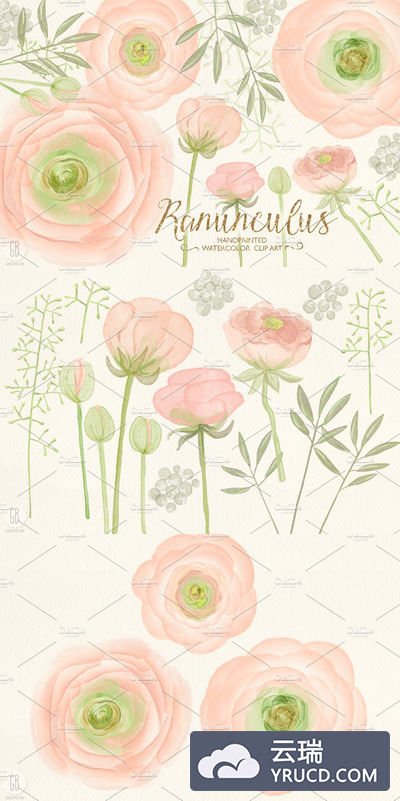 水彩花卉素材 Watercolor ranunculus, blush pink