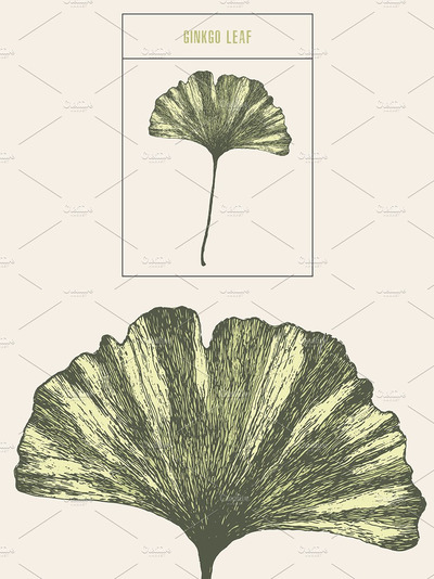复古银杏插画 Ginkgo leaf