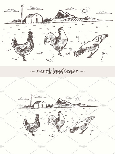鸡的素描插画素材 Free range chickens