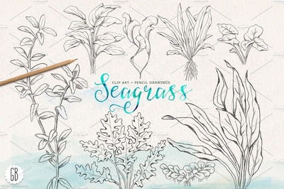 经典海草插画 Vintage inspired seagrasses original