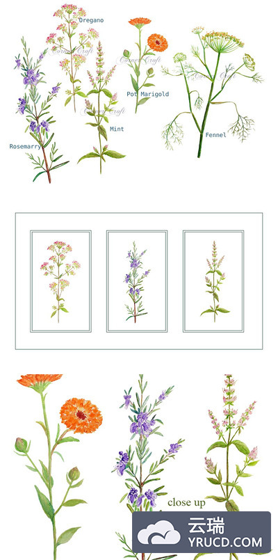 水彩花卉素材 Watercolor Clipart Herb Flowers