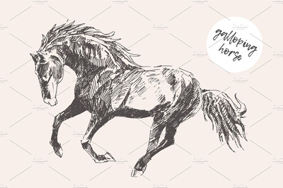 一匹疾驰的马的素描 Sketch of a galloping horse