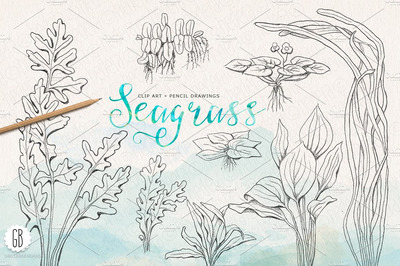 海草铅笔素描剪贴画 Seagrasses pencil drawings clip art