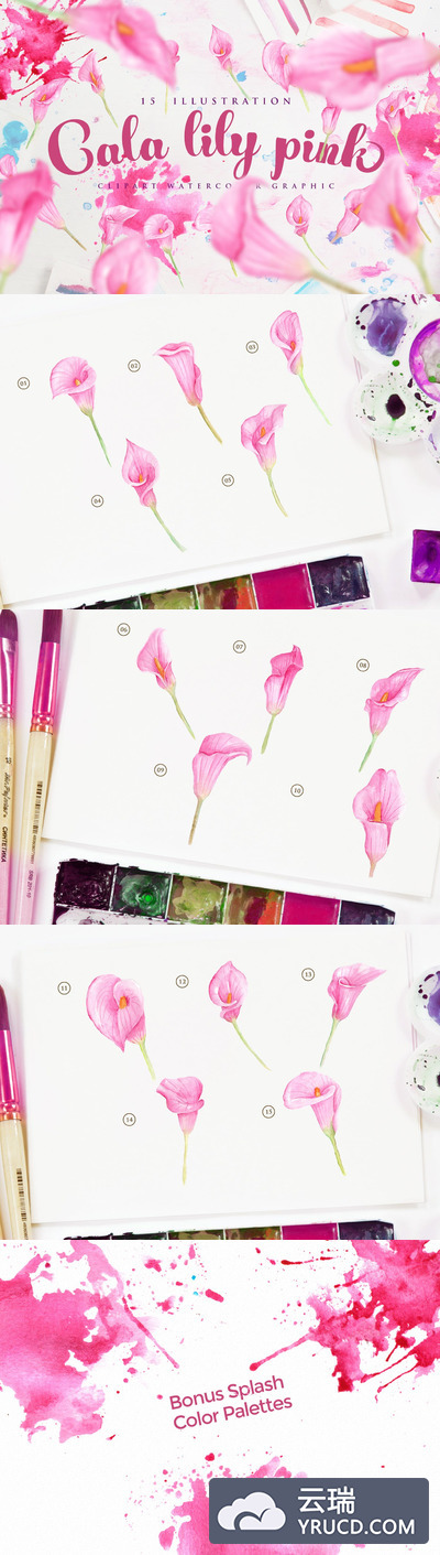 水彩 | 花季桃红色百合花花卉植物叶子手绘插画元素素材