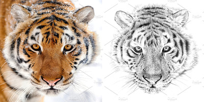 手绘老虎插画 Tiger portrait drawn pencil