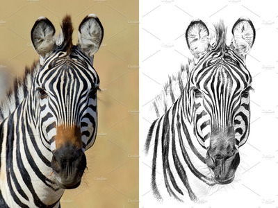 手绘斑马插画 Zebra portrait drawn pencil