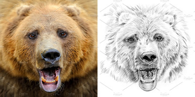 熊素描插画 Bear portrait drawn pencil