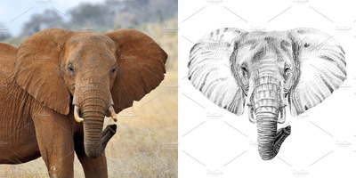 大象素描插画 Elephant portrait drawn pencil