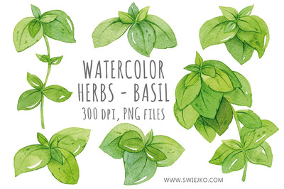 水彩绿植插画 Watercolor , Basil Clip art