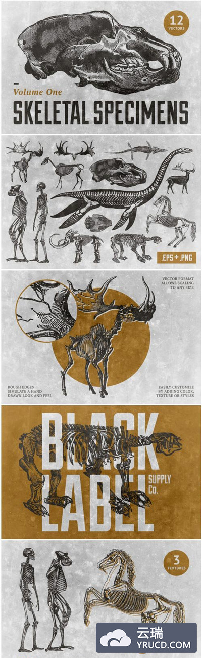 人类&动物骨骼标本复古矢量图形套装