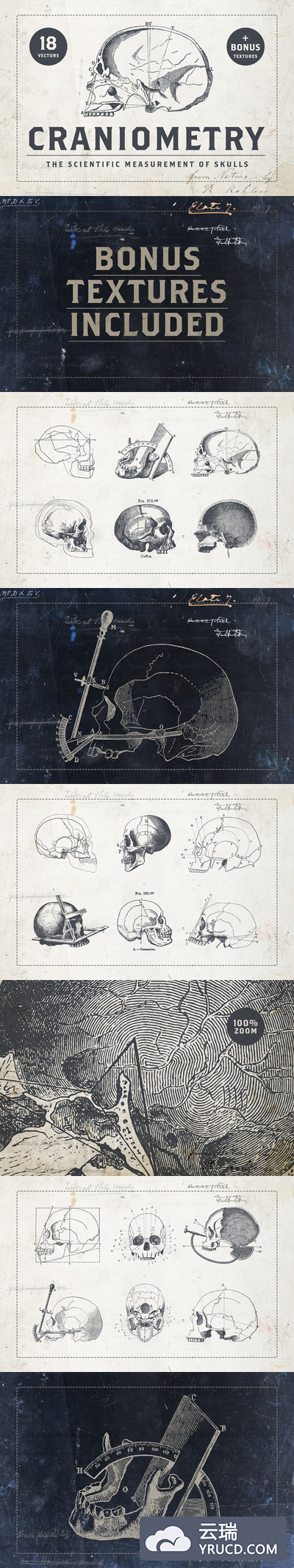 人类颅骨标本复古矢量插画素材