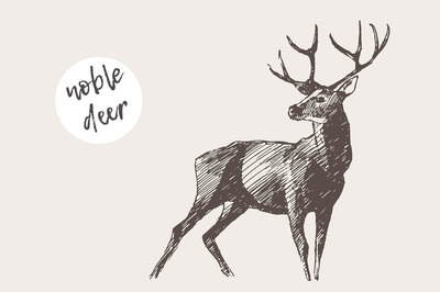 鹿角插画 Illustration of a deer