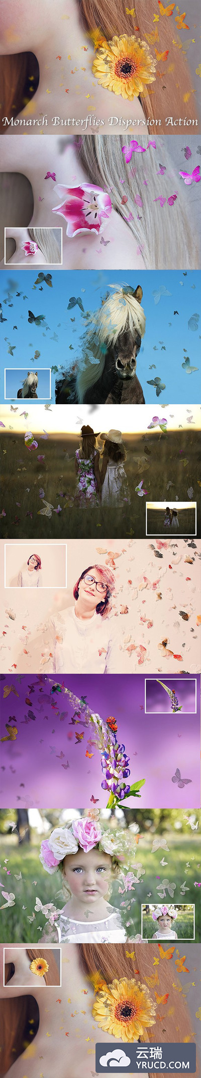 黑脉金斑蝶ps动作 Monarch Butterflies Dispersion Action