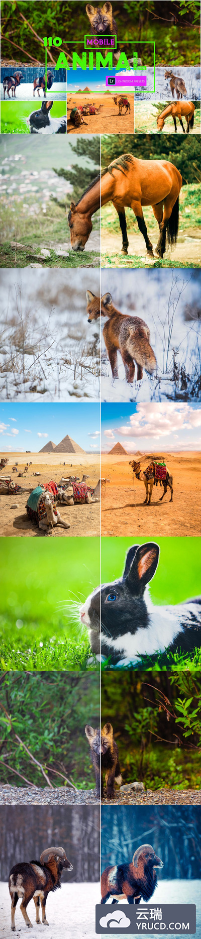 110款动物照片调色滤镜LR手机预设下载