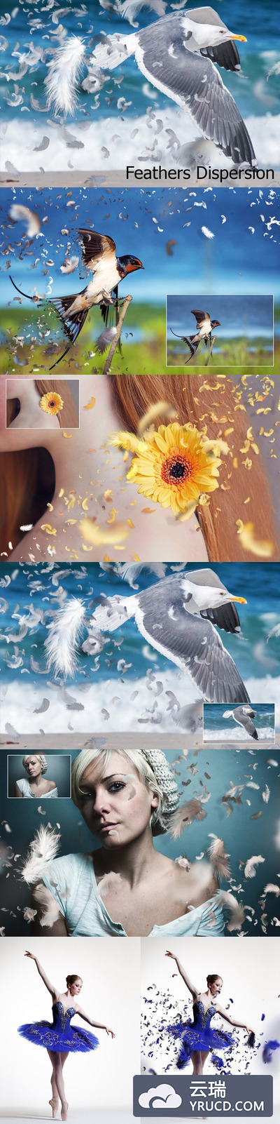 羽毛ps动作特效 Feathers Dispersion Action