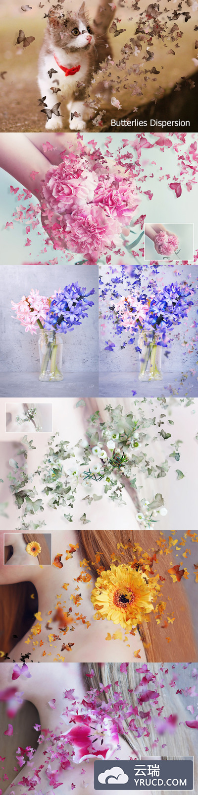 蝴蝶色散Ps动作 Butterflies Dispersion Ps Action