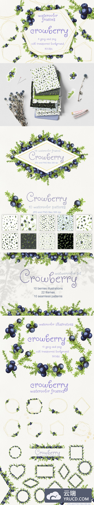 岩高兰浆果水彩插画素材合集