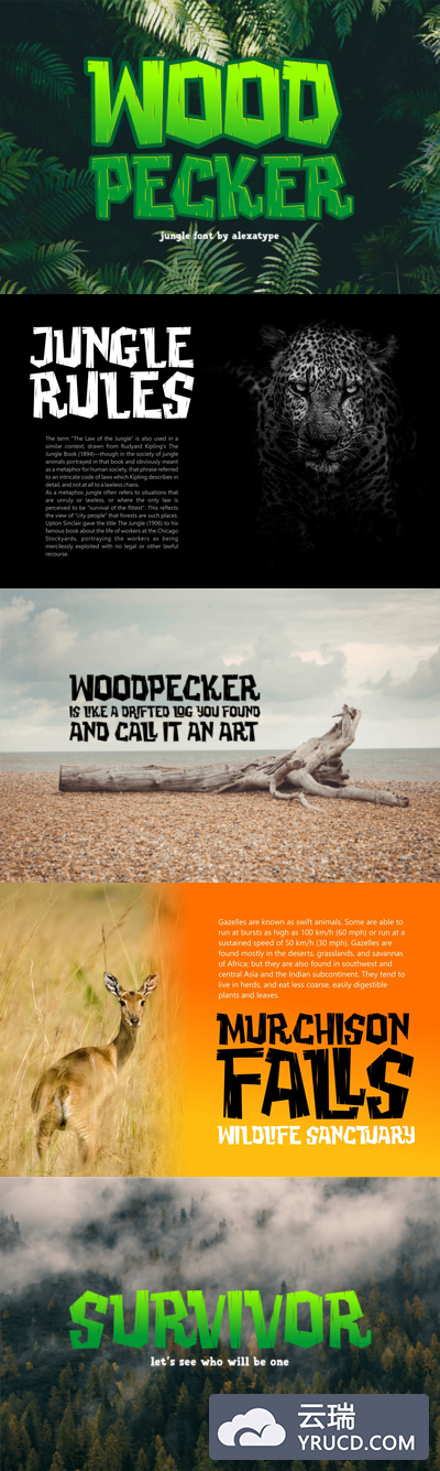 时尚高端可爱的啄木鸟丛林Woodpecker.otf英文字体