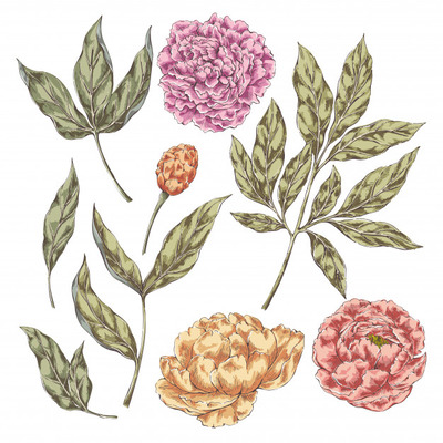 经典牡丹花元素背景