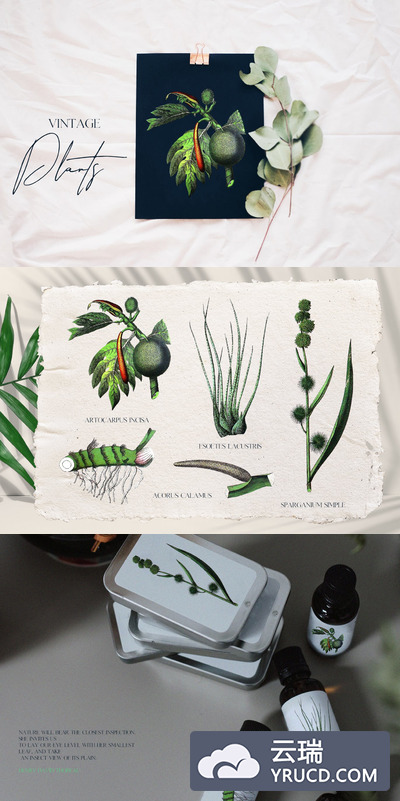 5个优雅复古质感的时尚高端绿色植物元素集合