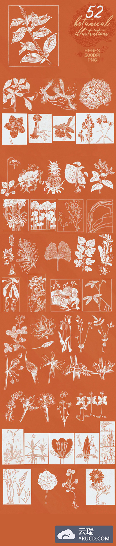 52个优雅时尚高端多用途的植物插画大集合