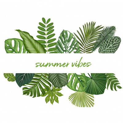 热带树叶植物学矢量插图