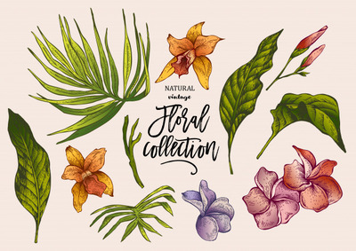 夏季热带复古花卉插画收集