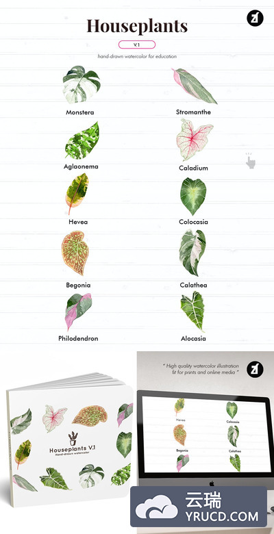 室内植物手绘插图（AI,EPS,PNG,JPG,PSD）