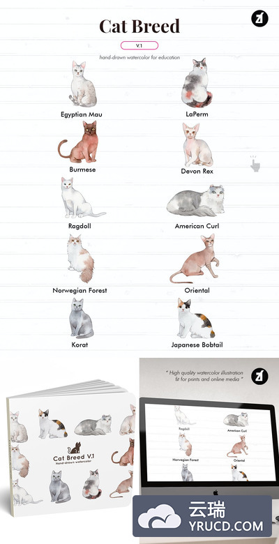 猫品种手绘插图（AI,EPS,PNG,JPG,PSD）