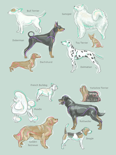 插画 | 动物狗类吉娃娃萨姆也斑点狗腊肠沙皮贵宾犬金毛手绘线条填色可爱真实插画