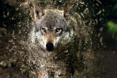 飞溅效果的绘画特效PS动作（Atn）