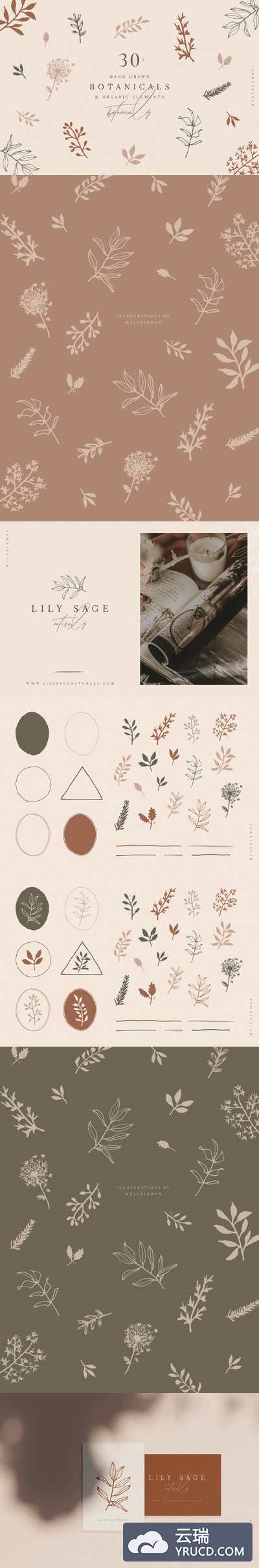 手绘植物树叶花卉元素插画收藏集