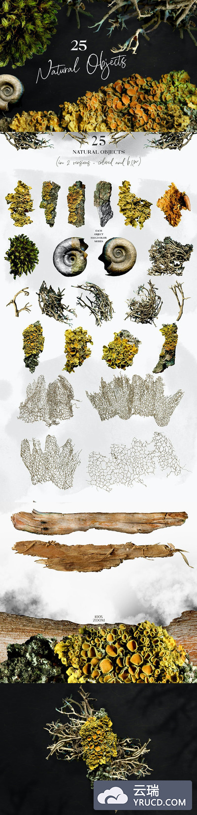 25个珊瑚贝壳海迪生物插画集合