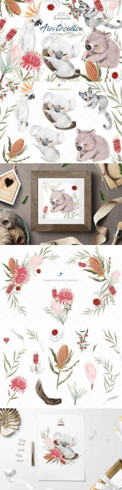 澳大利亚考拉动物插画水彩素材包