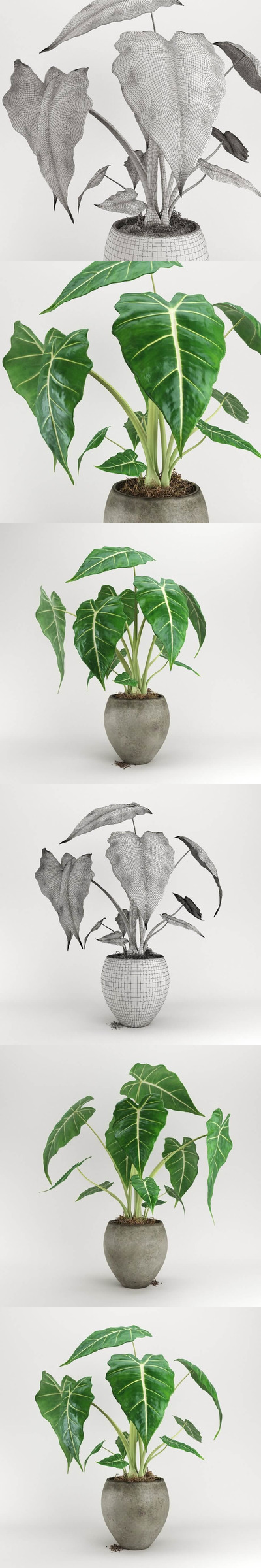 场景设计必备的大叶绿植植物（黑叶观音莲）3D模型下载（obj）