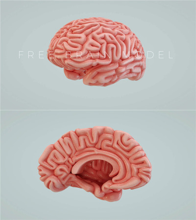 完美真实的大脑C4D模型文件下载（C4D）