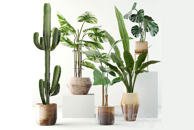 常用室内多肉绿植仙人掌组合3D模型下载（FBX，MAX）