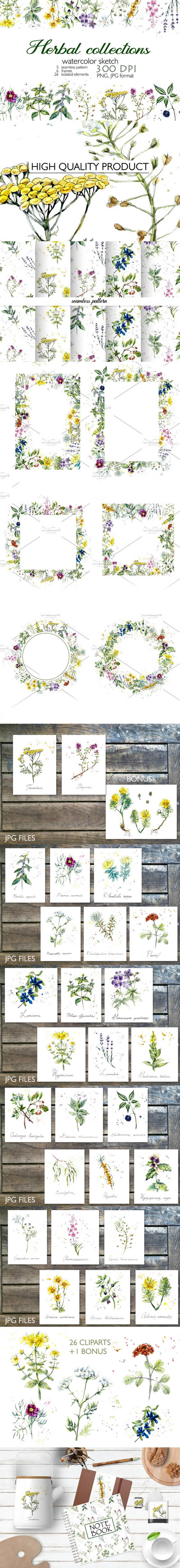 高质量的手绘水彩草药插画素材 (png,jpg)