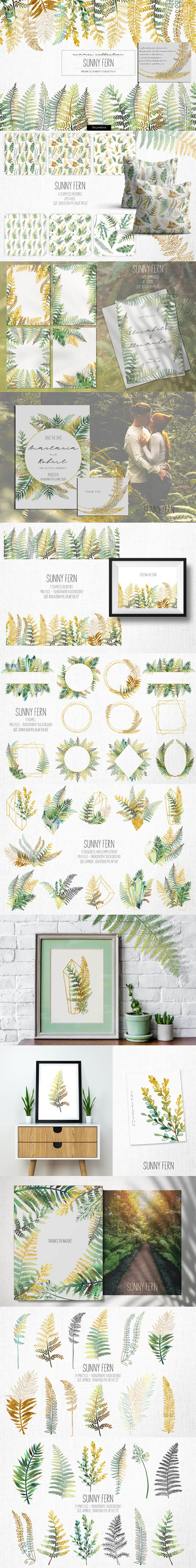 阳光蕨类植物插画素材 (png,jpg)