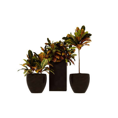 宽叶绿植盆景3D模型（OBJ,FBX,MAX）