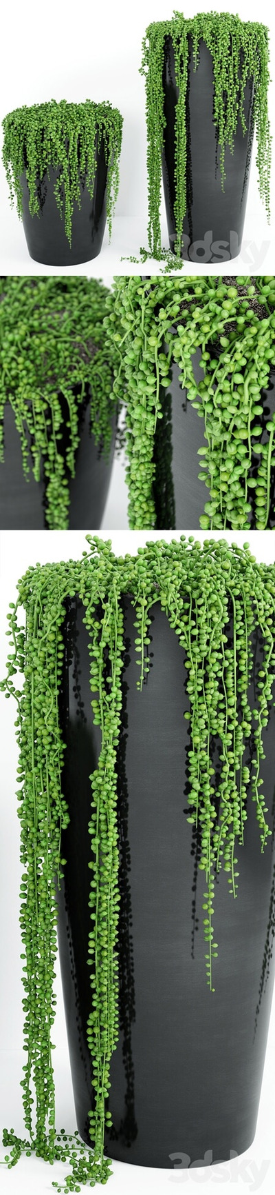 珍珠植物3D模型 (MAX,OBJ,TEX,3D Models)