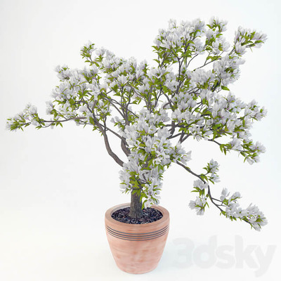 白玉兰盆栽3D模型（FBX,MAX）