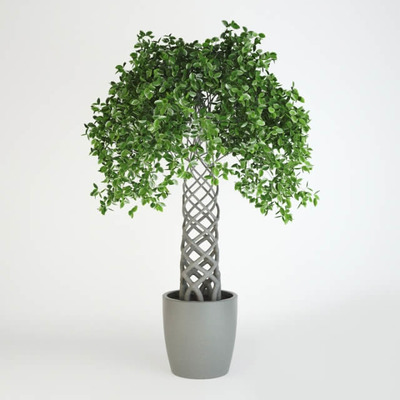 无花果属盆景3D模型（OBJ,FBX,MAX）