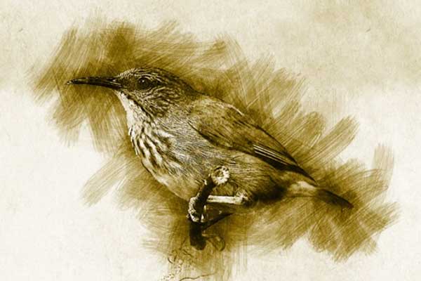 快速铅笔素描照片效果PS动作 (atn)