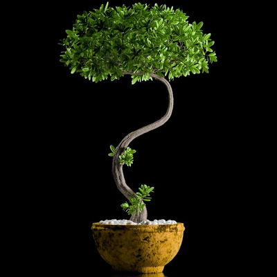 树干弯曲的植物盆景3D模型（OBJ,FBX,MAX）